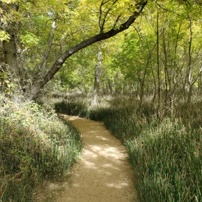 A winding dirt path through a green, sunlit forest.
